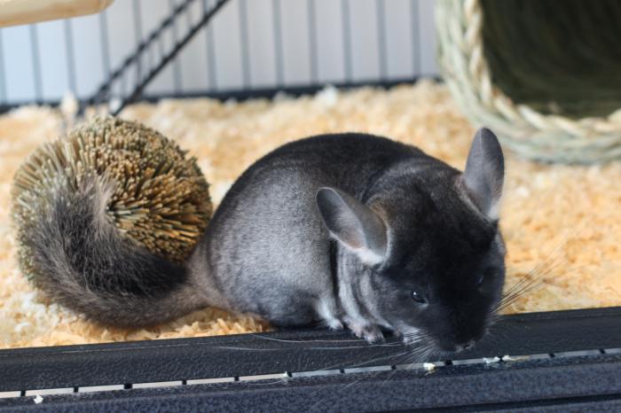 chinchillas at home