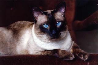 Siamese cats