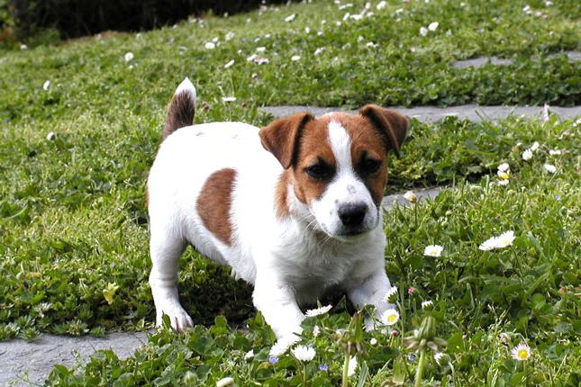 Dog breed Parson Russell Terrier: description and reviews