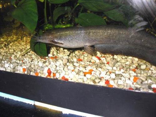 home catfish aquarium