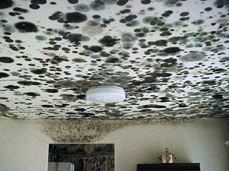 Remedy for mold on walls: useful advice