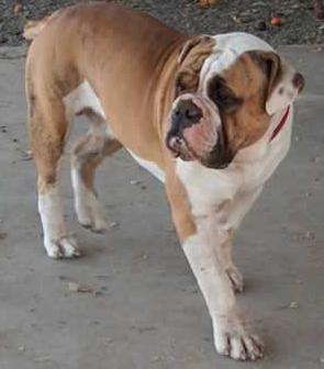 Old English Bulldog puppy