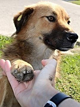 Sterilization of dogs