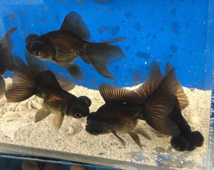 Telescope (aquarium fish): care and maintenance