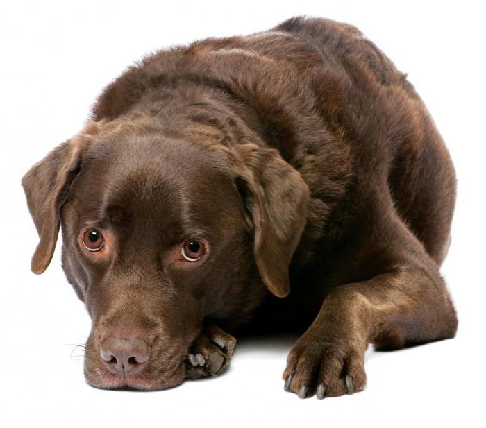 Vaginitis in dogs: symptoms and treatment