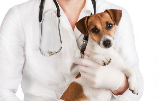 24 hour veterinary clinic Omsk