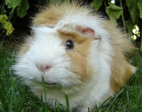 than to feed guinea pig at home