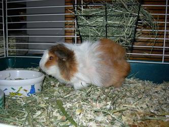 care for guinea pig at home