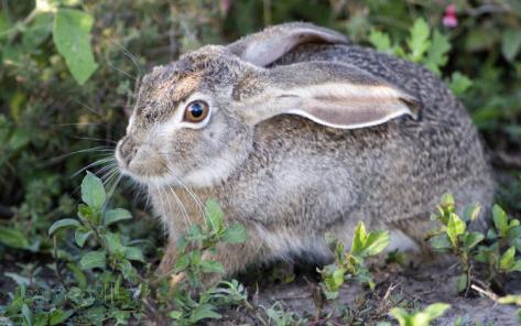 Riddle about a hare for children: interesting variants with the answer and not only