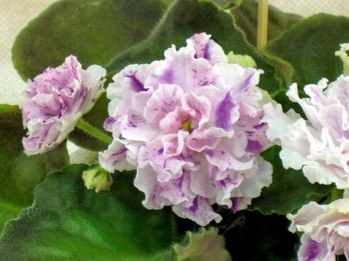 aycedora violet