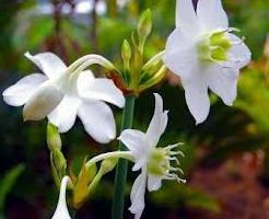 Amazonian lily is eucharis. Home care