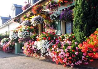 geranium ampel, photo