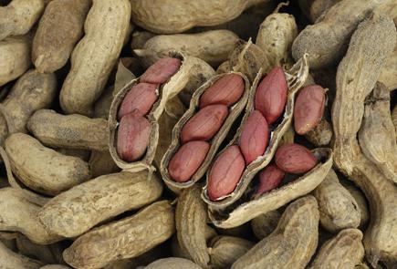 How to plant peanuts? Peanuts: planting, growing