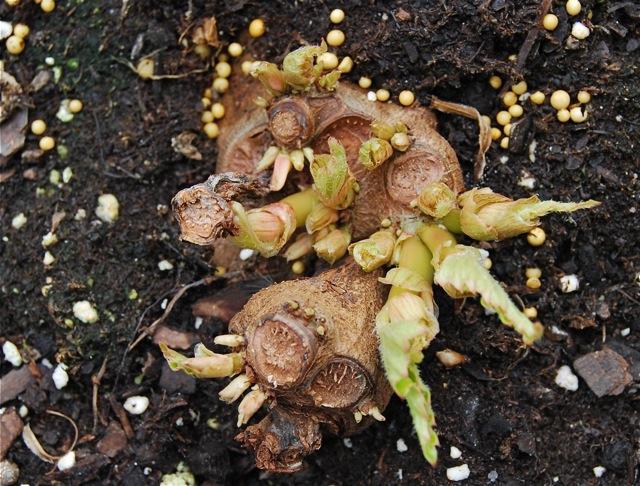 Begonia tuber: wintering and correct preparation for it