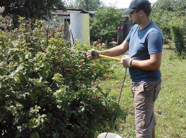 Buckwheat rust of currants: how to deal with the disease? Cause, Symptoms