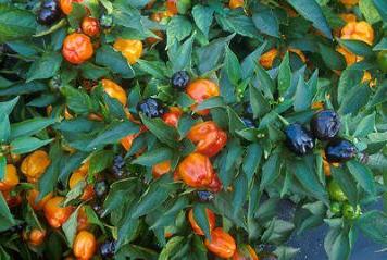 Bulgarian peppers, growing them in the garden