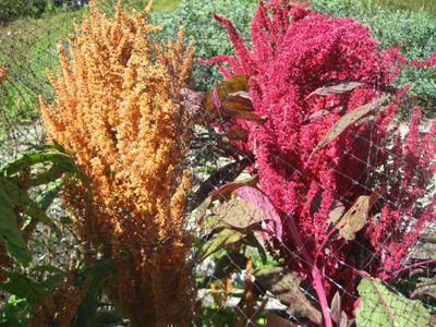 Valuable decorative, food, medicinal and fodder crop amaranth: planting and care