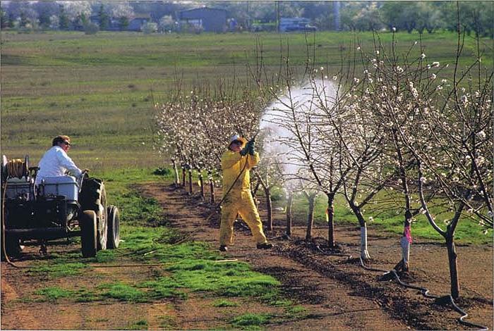 How to treat apple trees in the fall to keep trees from frost and pests?