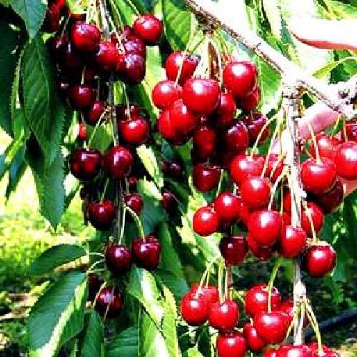 Saplings of sweet cherry