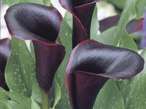 black callas