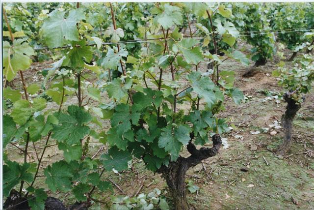 how to properly cut grapes