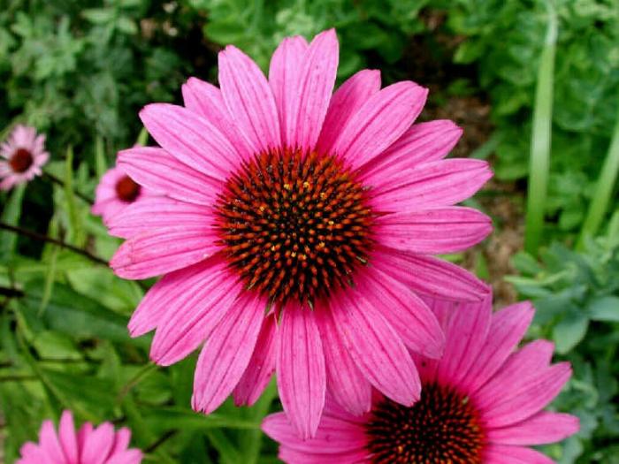 Flowers Echinacea purpurea