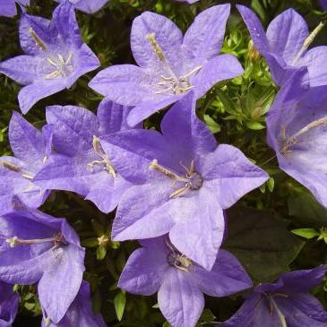 Flowers bells - the most beautiful plants of the Russian flora