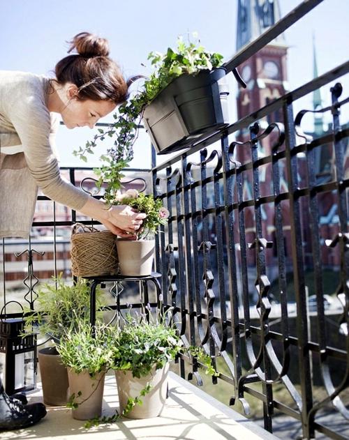 Flower ampel - name and photo. Ampelnye flowers for the balcony