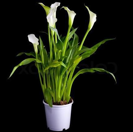 Flower calla at home. Care and maintenance