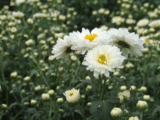 Flower with white flowers. Titles, photos