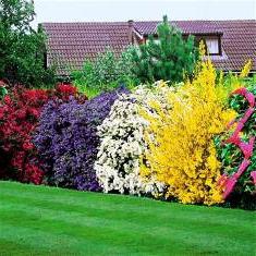 names of decorative shrubs