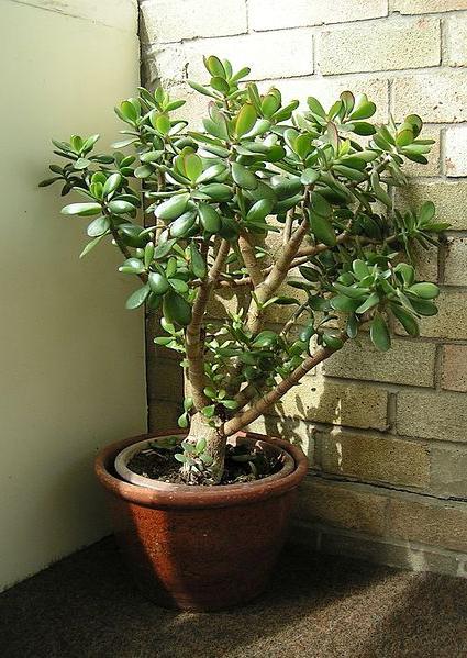 Money tree, or redsula. Home care