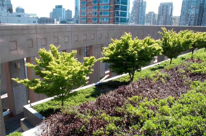 green roof 