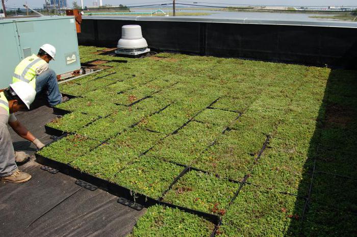 green color of the roof 