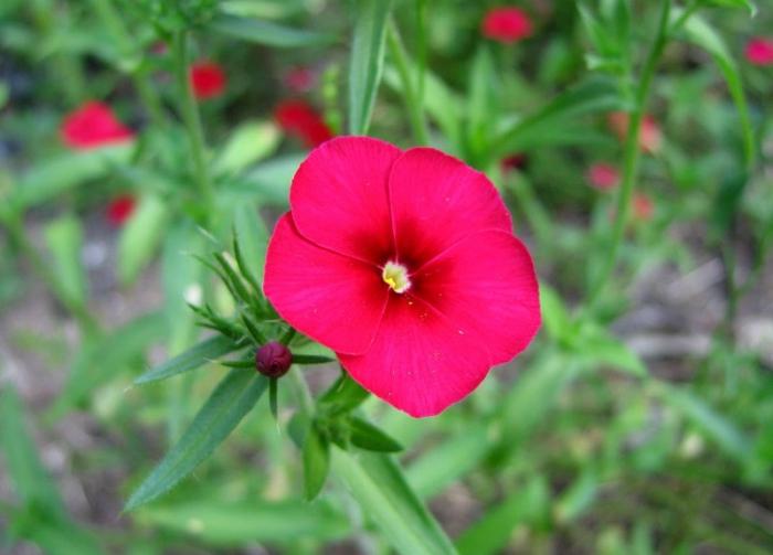 Phlox Drummond: growing from seeds