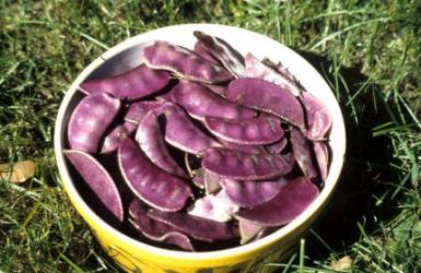 Hyacinth beans - cultivation, photo