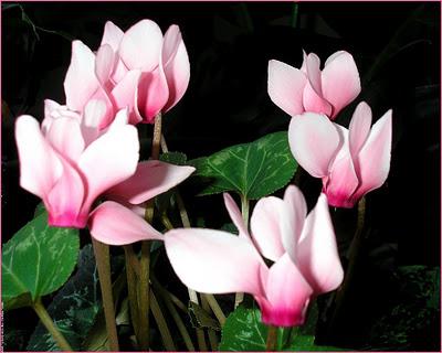 A visitor from the Mediterranean, a flower of rare beauty - cyclamen. Home transplantation