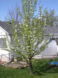 planting pear seedlings