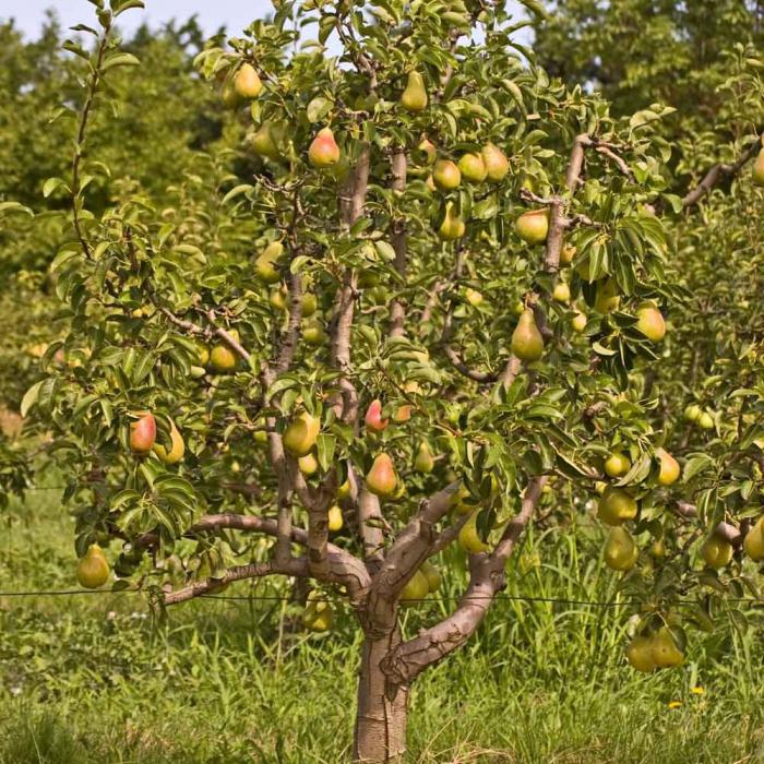 pear variety