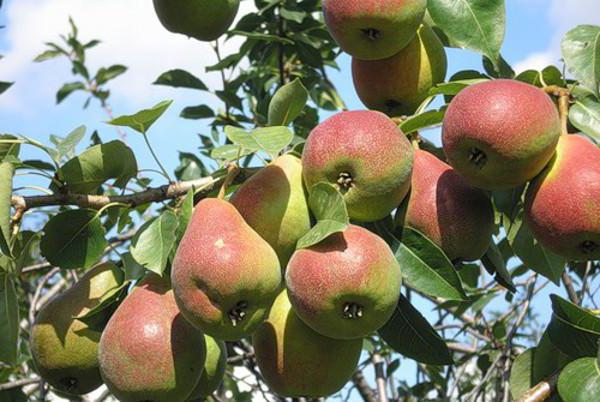 pear samarskaya beauty