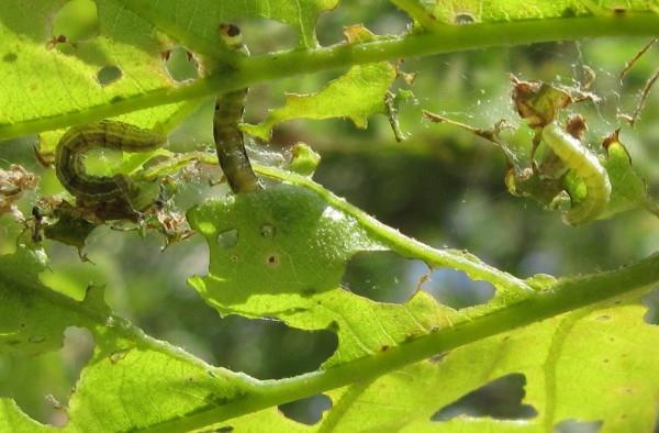 Caterpillars on the apple tree: methods of struggle