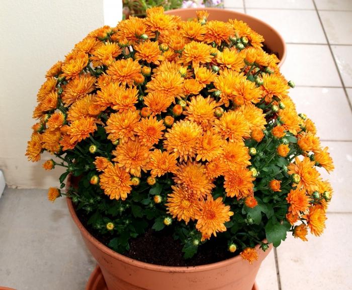 Chrysanthemum Korean: subtleties of planting, care, formation of bushes