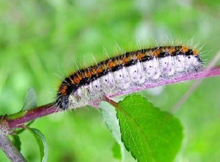 How to deal with butterfly hawthorn with chemical and folk remedies