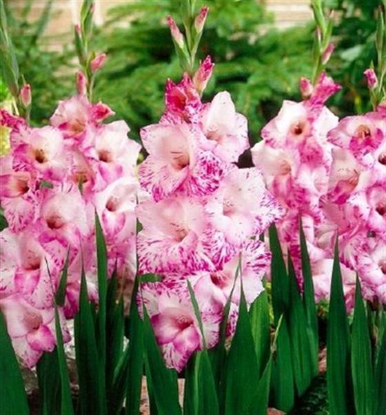 where to store gladioli in winter