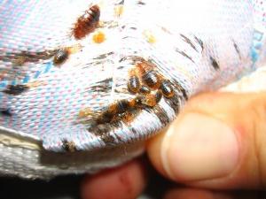 how to get rid of bedbugs