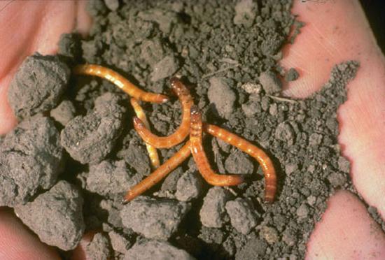 How to get rid of wireworm: effective methods