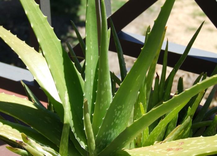 how to transplant aloe