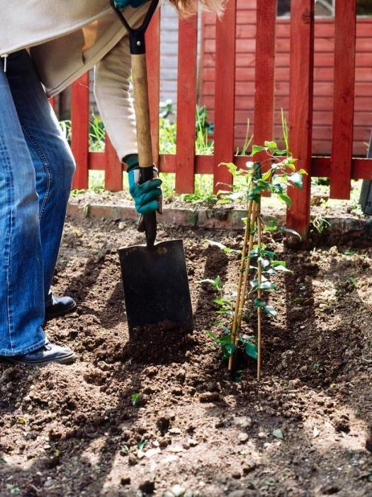 How to plant clematis. Cultivation and care