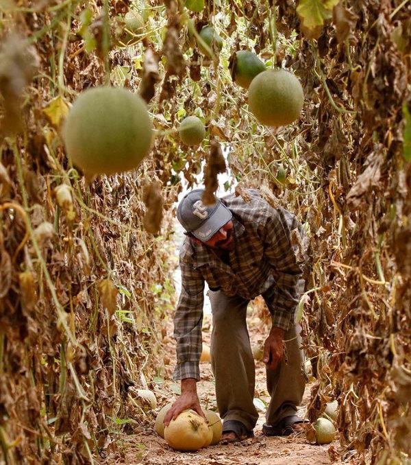 How to produce melon growing