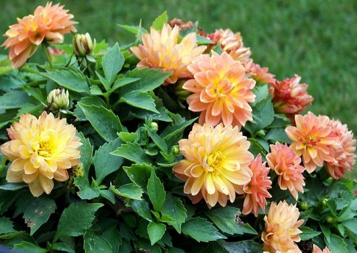 How to germinate dahlias and prepare for planting